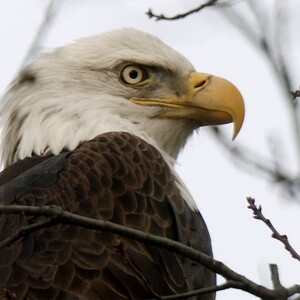 A Bald Eagle in Manhattan’s Riverside Park, January 2020. Photo: Bruce Yolton