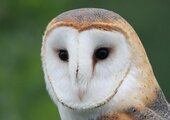 Barn Owl. Photo: Sheribeari/CC_BY-ND_2.0