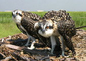 Osprey nesting in Jamaica Bay Wildlife Refuge, Queens. Photo: Don Riepe