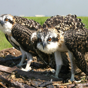 Osprey nesting in Jamaica Bay Wildlife Refuge, Queens. Photo: Don Riepe