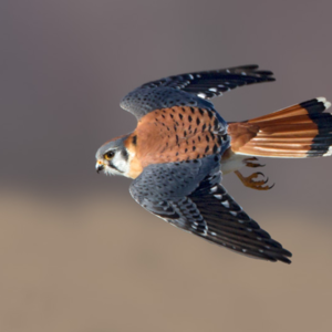 An American Kestrel in Flight. Photo: David Speiser