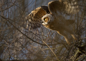 A fledgling Great Horned Owl takes flight in NYC. Photo: François Portmann